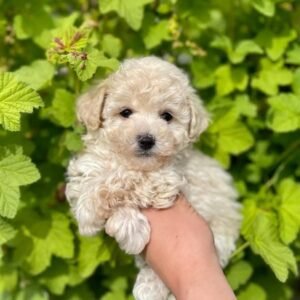 Toy Cavoodle Puppy for Sale in Australia