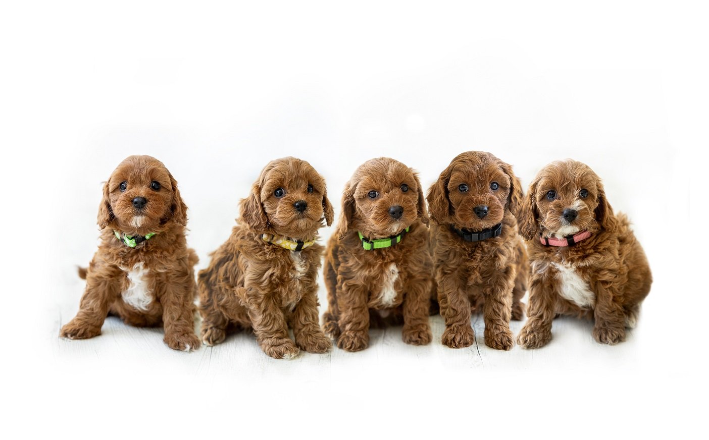 Toy cavoodle Puppies for sale