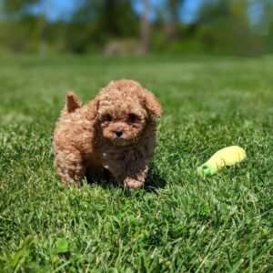 Toy Cavoodle Puppy