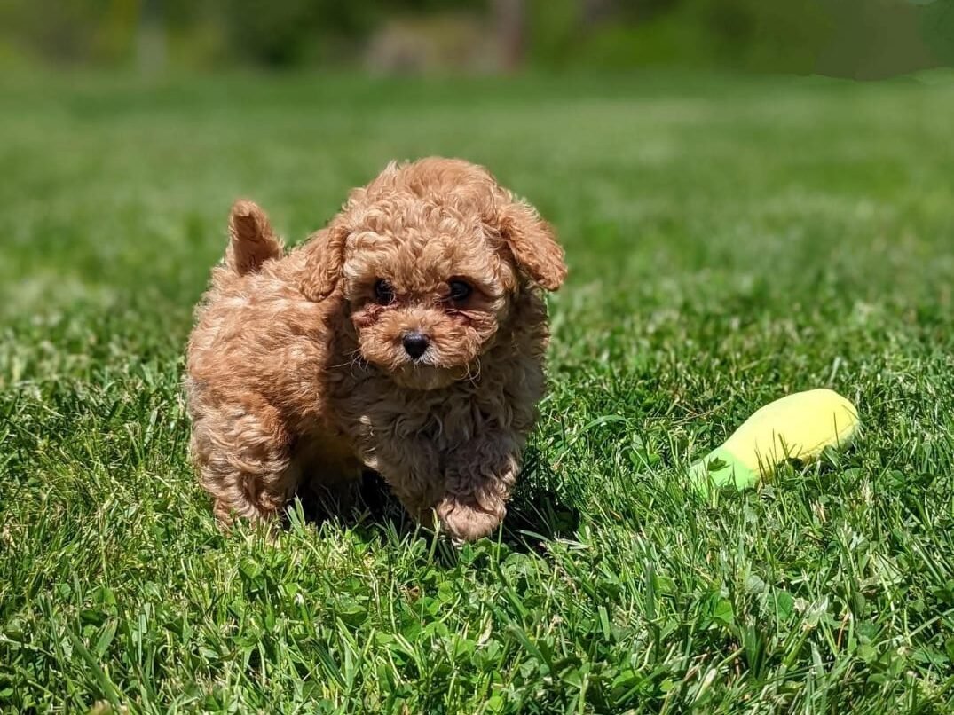 Toy Cavoodle Puppy